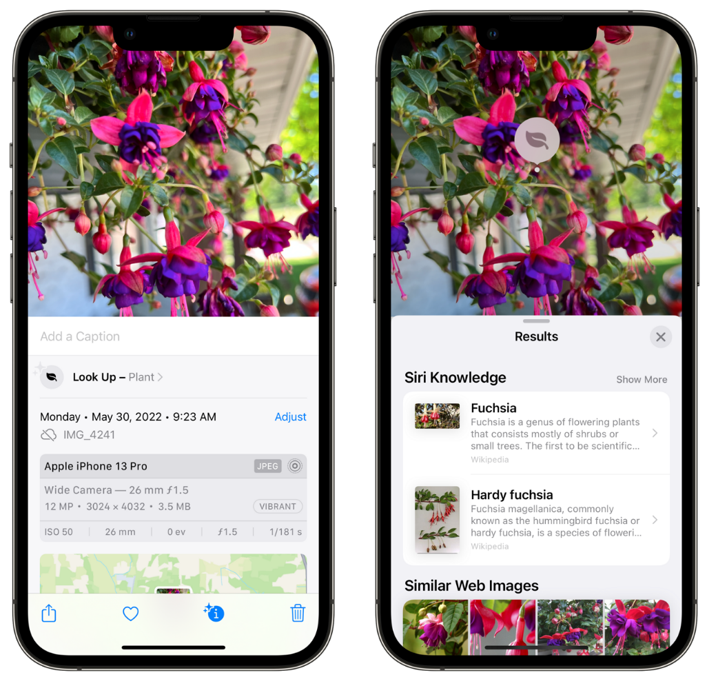 喜德苹果手机维修分享小技巧：使用 iPhone 相机识别花卉植物 